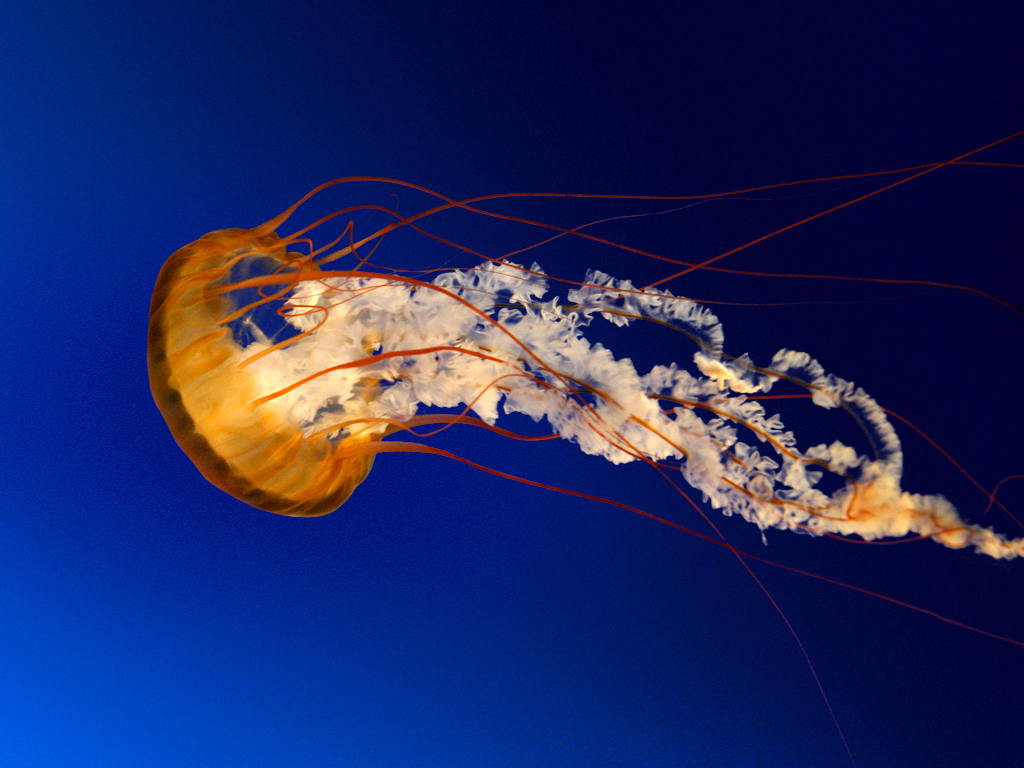 Jellyfish Jellyfish